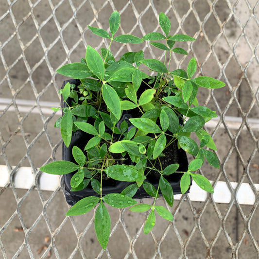 A 4 pack of Harbor Dwarf Nandina starter plants in a tray from above. Each of starter plants has several stems of bamboo-like leaves.