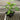 A 4 pack of Pakistani Mulberry starter plants pictured from the side. The plants' heights vary slightly, but all have new growth and bright green leaves.
