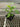 A 4 pack of Pakistani Mulberry starter plants pictured from the side. The plants' heights vary slightly, but all have new growth and bright green leaves.