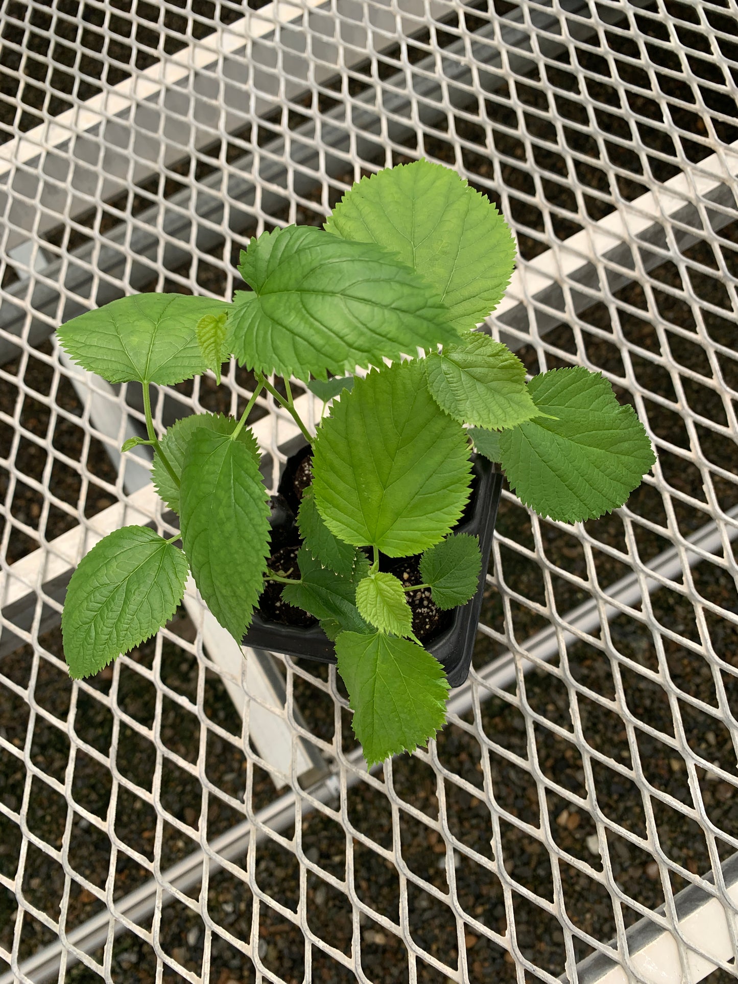 A 4 pack of Pakistani Mulberry starter plants pictured from above. The plants have new growth, and bright green leaves.