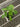 A 4 pack of Pakistani Mulberry starter plants pictured from above. The plants have new growth, and bright green leaves.