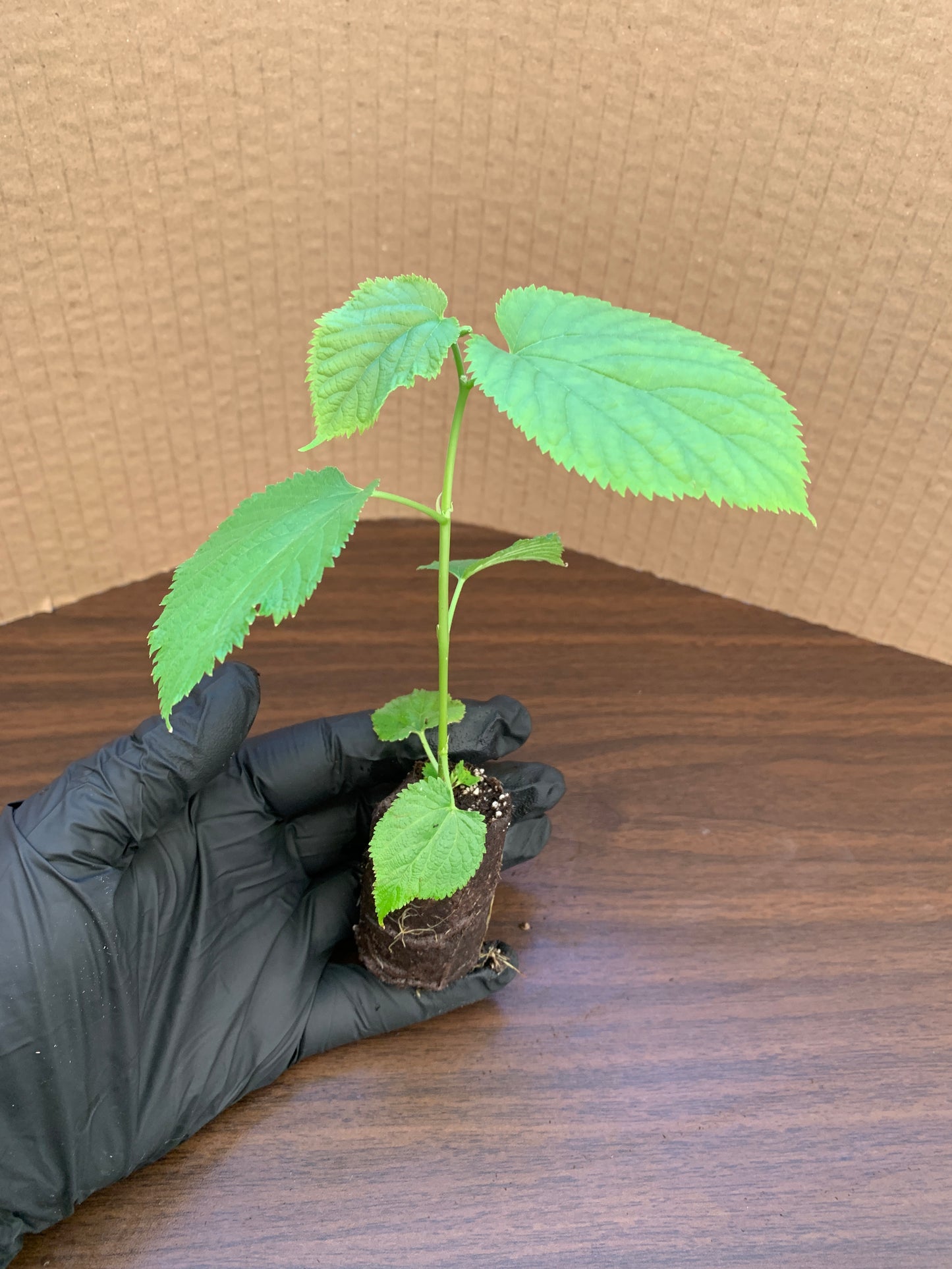 A single Pakistani mulberry starter plant plug. The plug has small and large leaves, and is bright green.