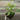 A 4 pack of Pakistani Mulberry starter plants pictured from the side. The plants' heights vary slightly, but all have new growth and bright green leaves.