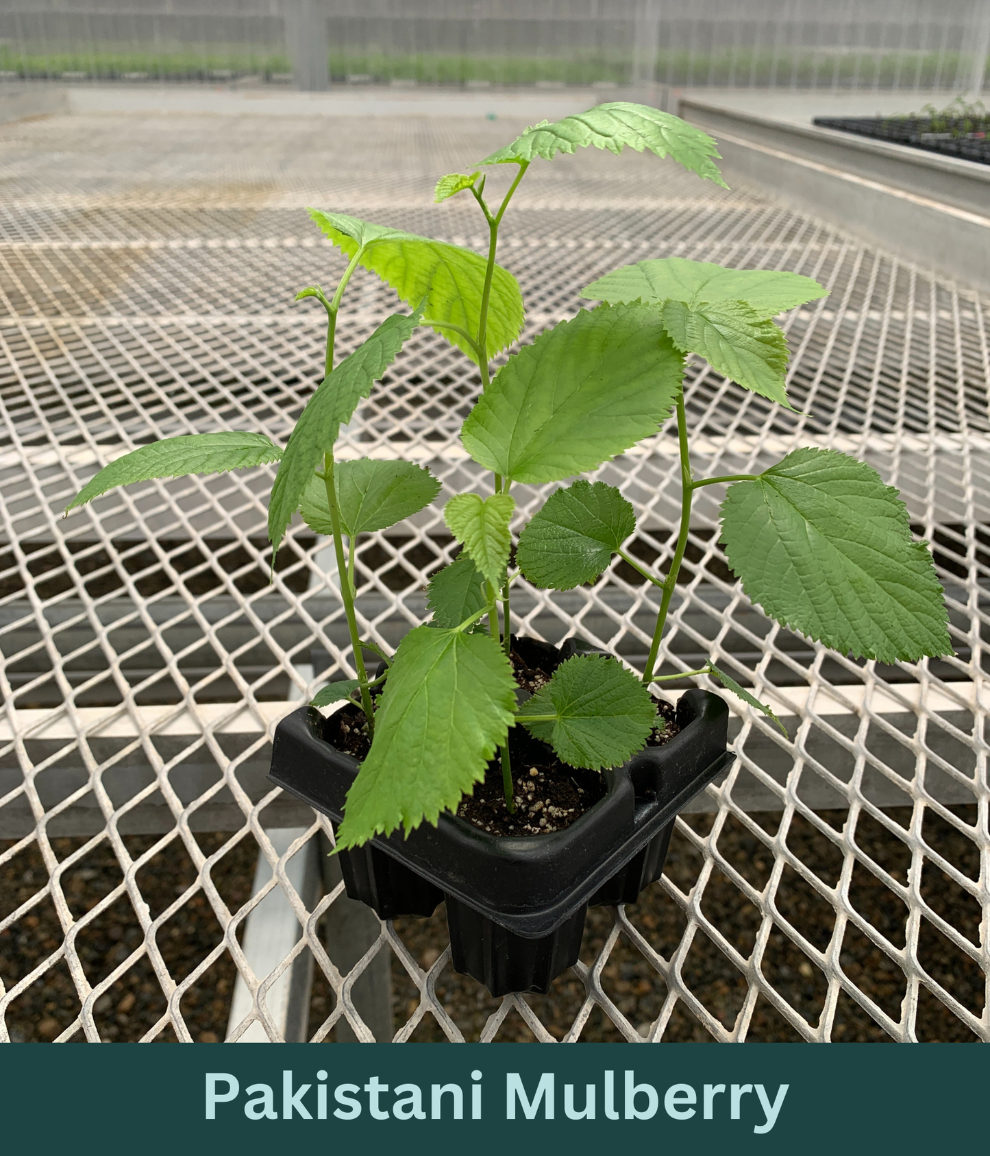 A 4 pack of Pakistani Mulberry starter plants pictured from the side. The plants' heights vary slightly, but all have new growth and bright green leaves.
