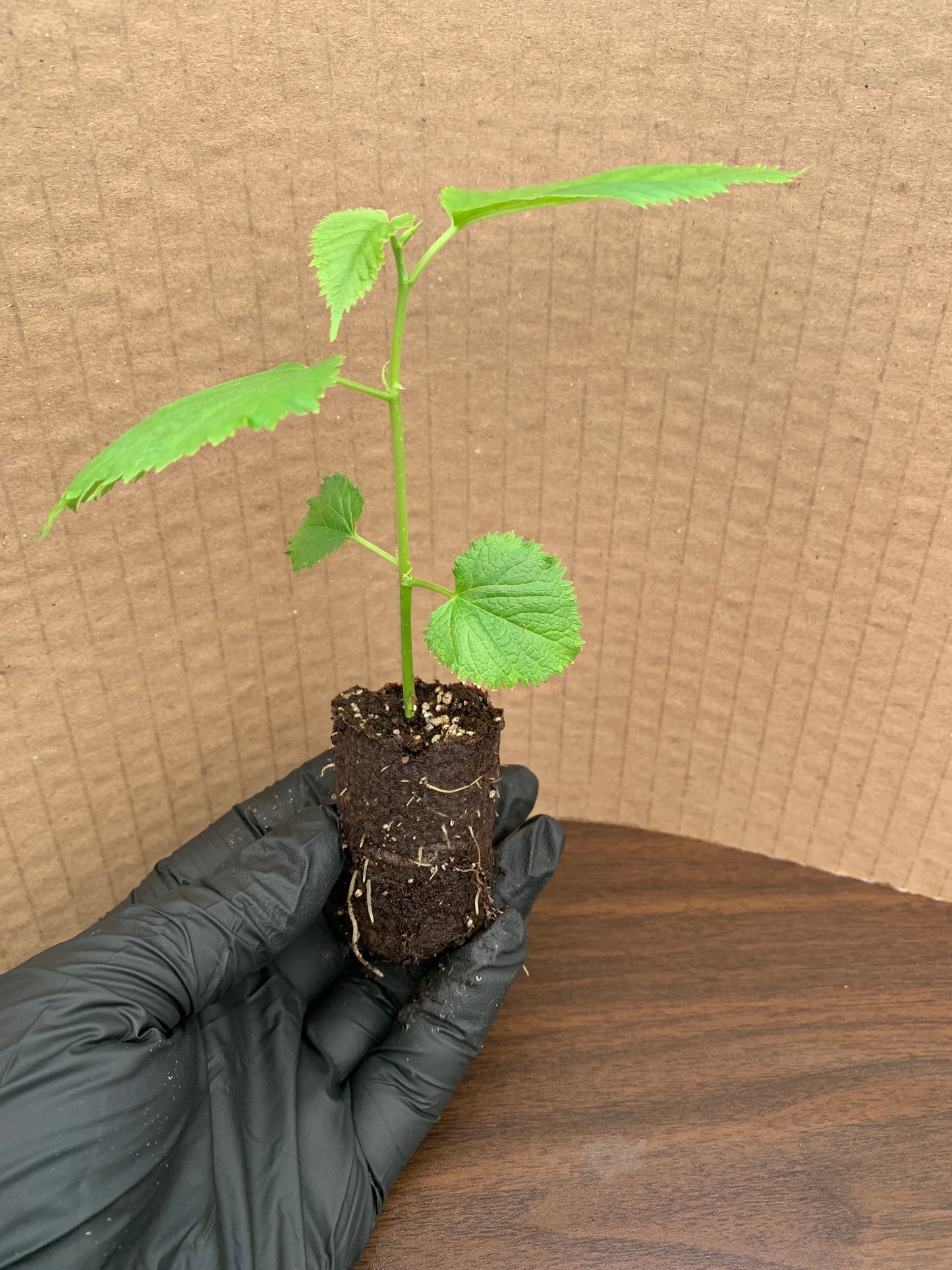 A single Pakistani mulberry starter plant plug viewed from the side. The plug shows a developed root system in its compostable sleeve.