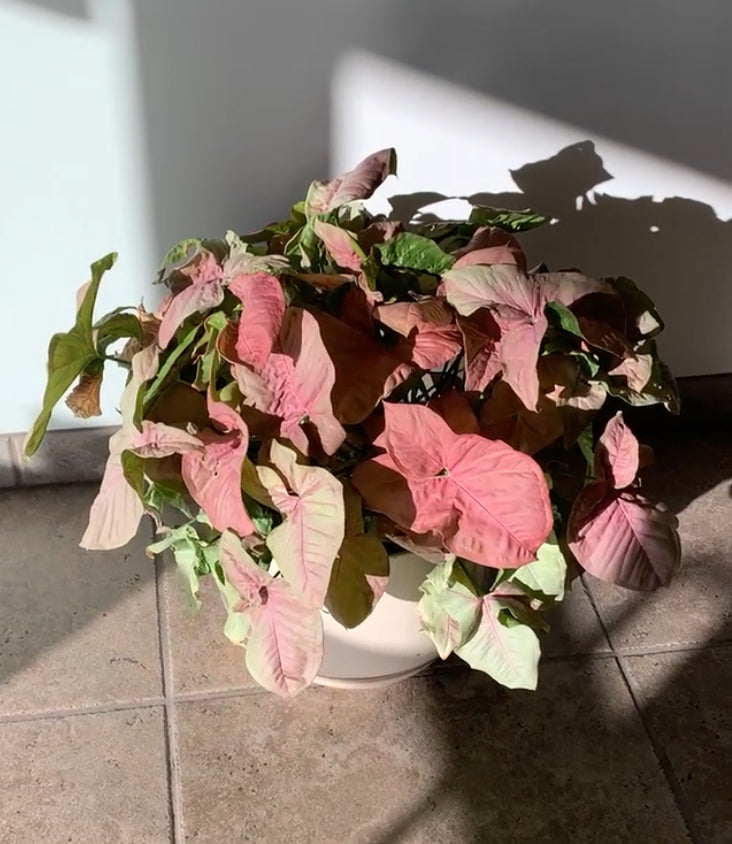 Syngonium podophyllum 'Pink' Arrowhead Starter Plants - MicroStarts Plant Plugs