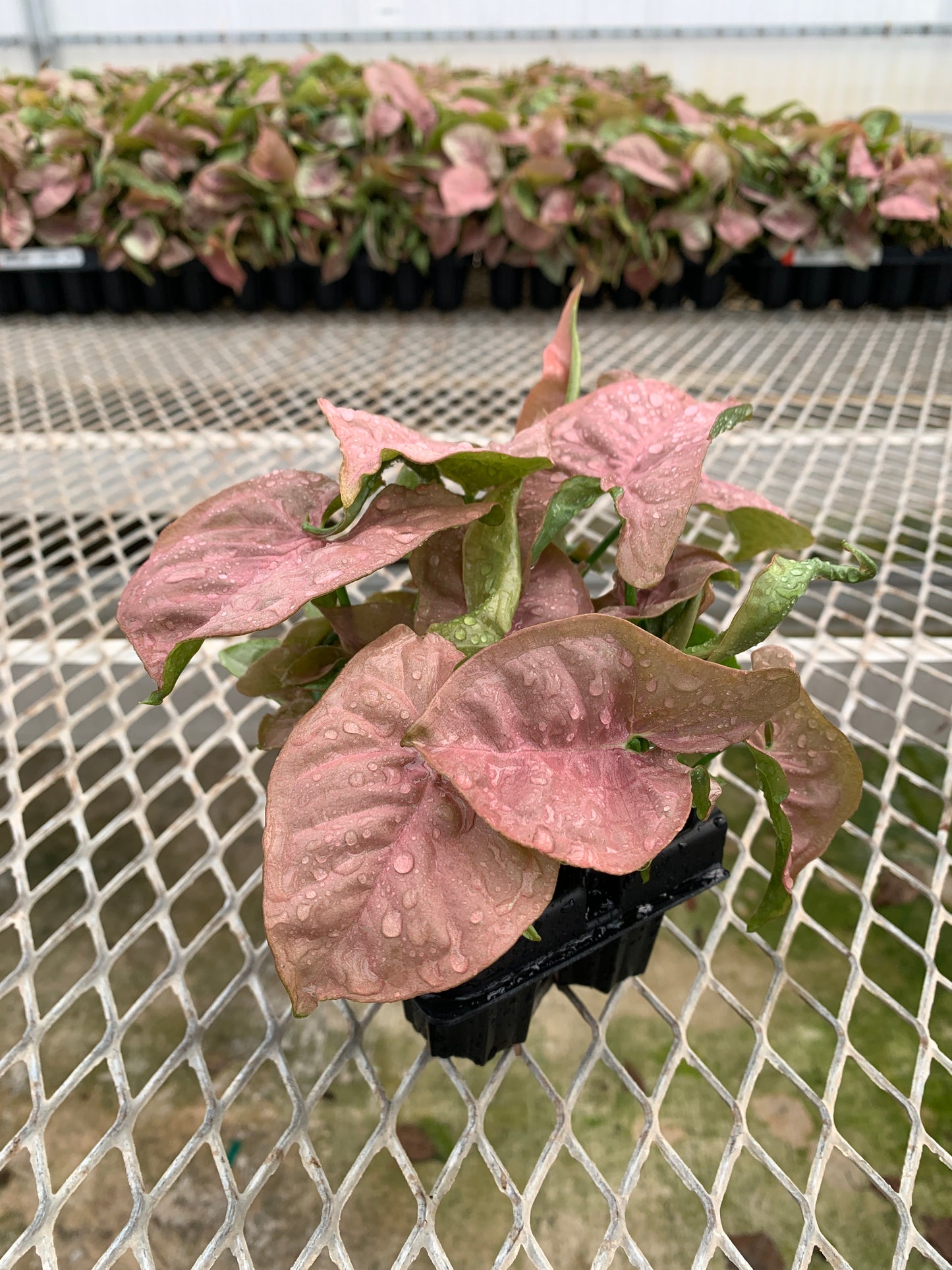 Syngonium podophyllum 'Pink' Arrowhead Starter Plants - MicroStarts Plant Plugs