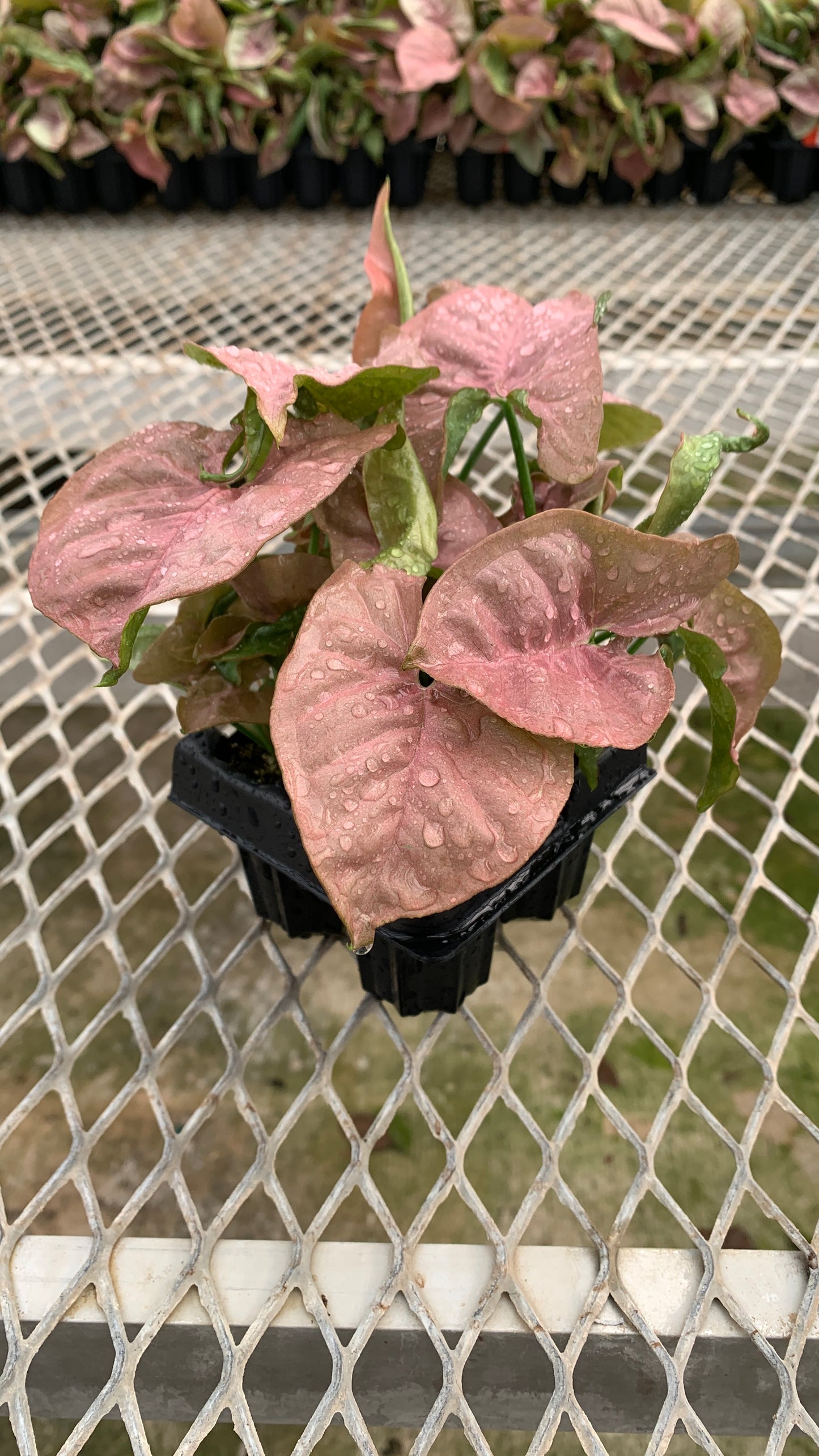 Syngonium podophyllum 'Pink' Arrowhead Starter Plants - MicroStarts Plant Plugs