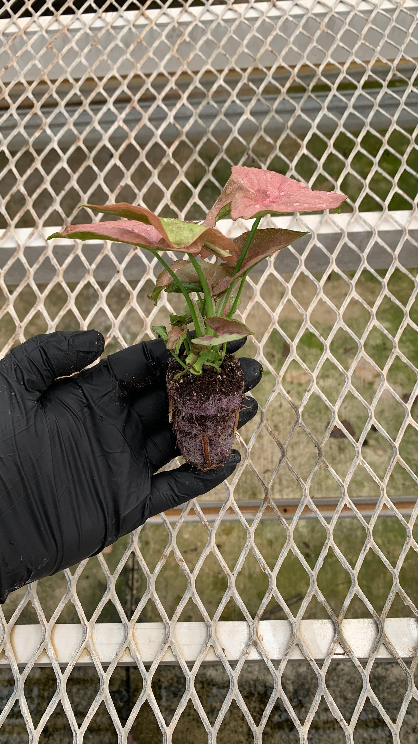 Syngonium podophyllum 'Pink' Arrowhead Starter Plants - MicroStarts Plant Plugs