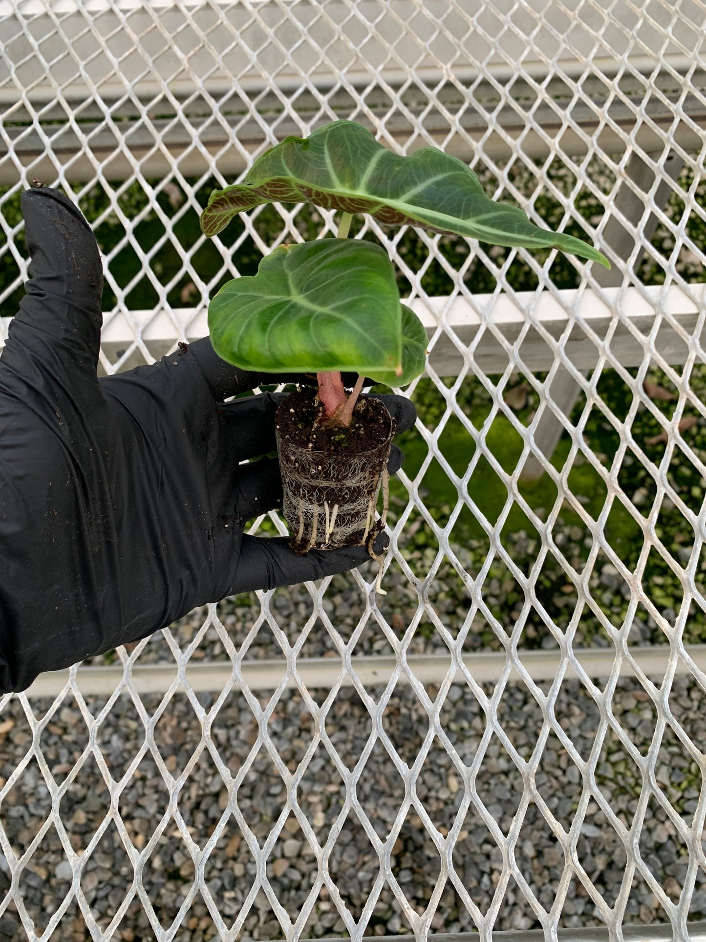 Alocasia 'Pink Dragon' Elephant Ear Starter Plants - MicroStarts Plant Plugs