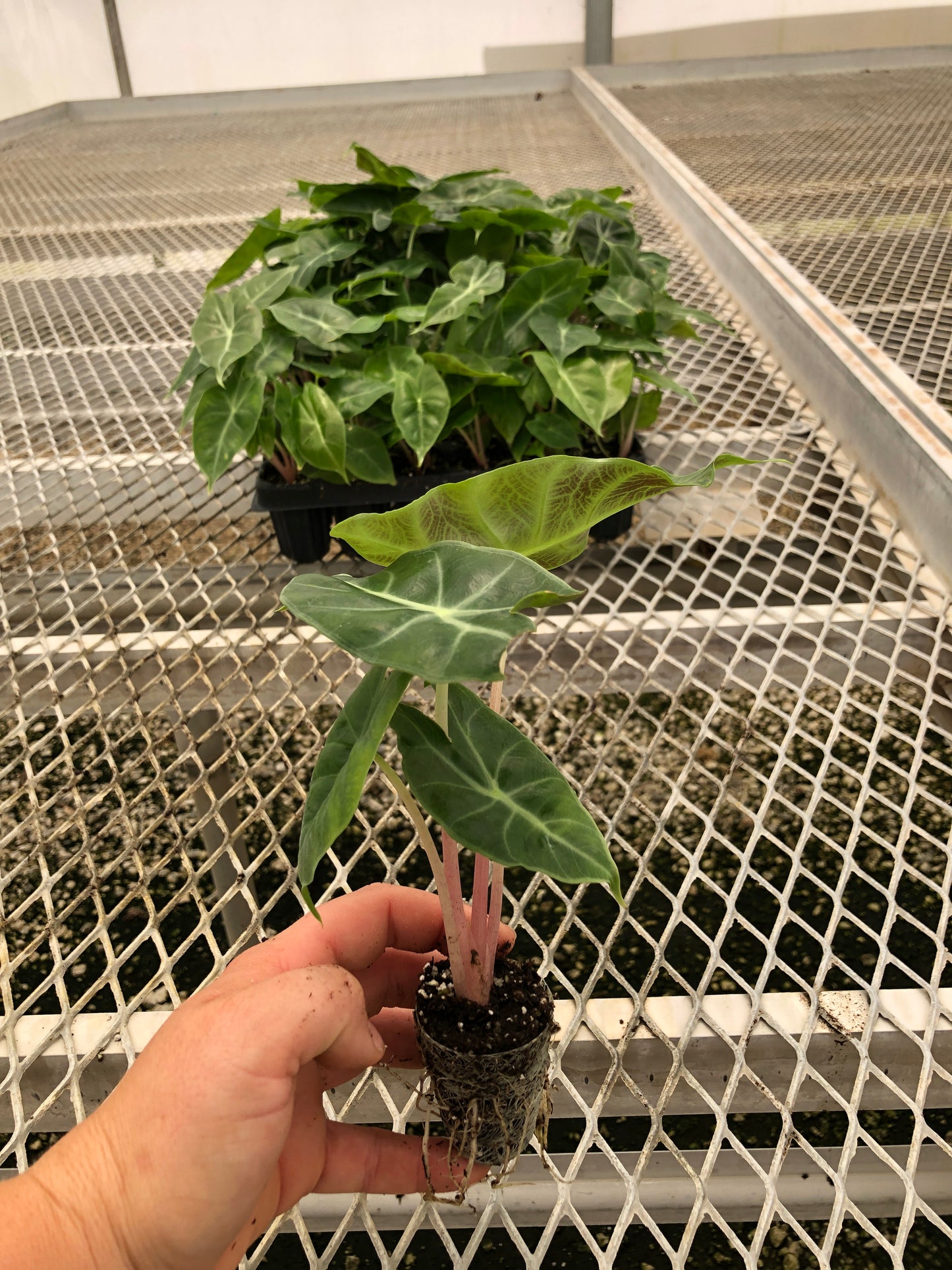 Alocasia 'Pink Dragon' Elephant Ear Starter Plants - MicroStarts Plant Plugs