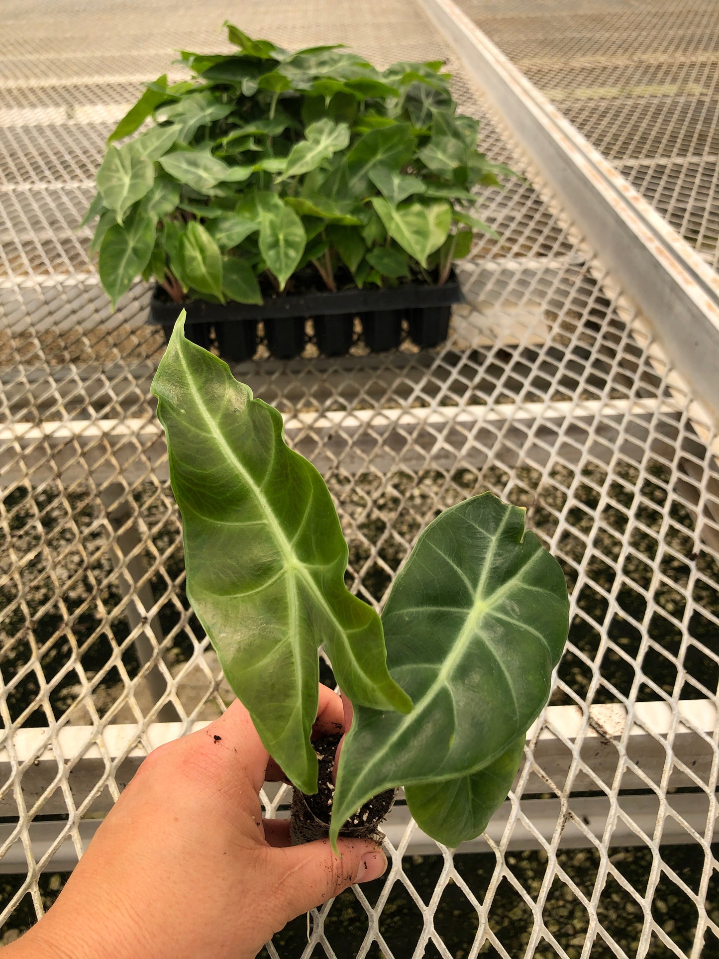 Alocasia 'Pink Dragon' Elephant Ear Starter Plants - MicroStarts Plant Plugs
