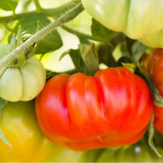 Red Beefsteak Tomato