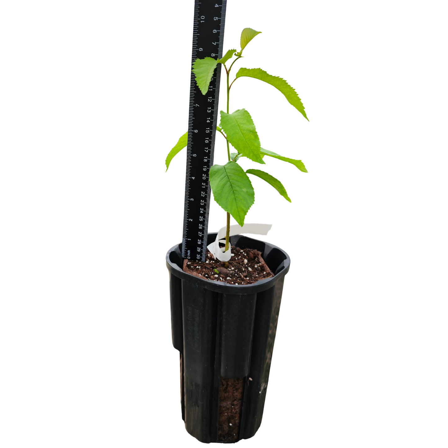 Santina Cherry Tree Jumbo Ellepot - MicroStarts