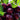 Santina Cherries hanging from a tree, with a ripe, deep red color.