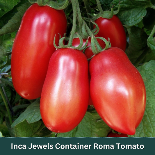 Salsa Essentials Variety Pack