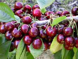 Ripe Skeena Cherries hanging from a tree.