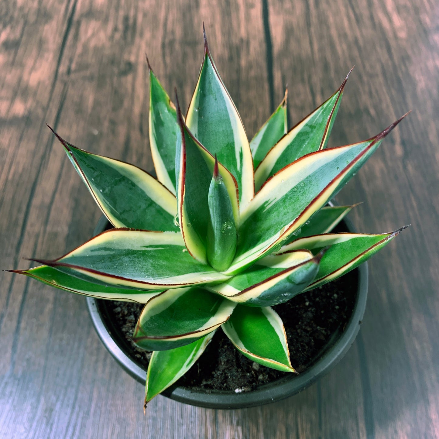 California Glow Agave