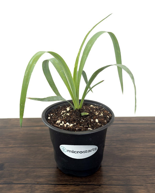 Soft-Leaf Yucca