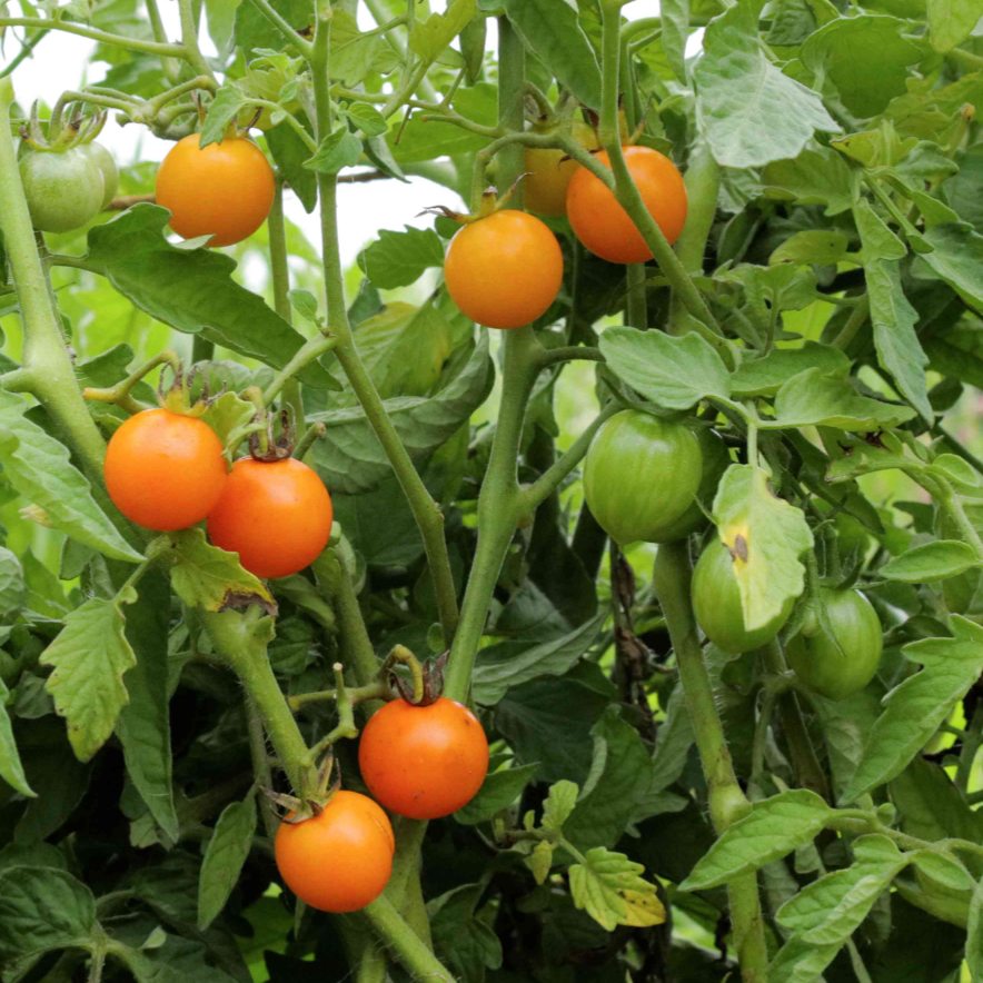 Sungold Cherry Tomato
