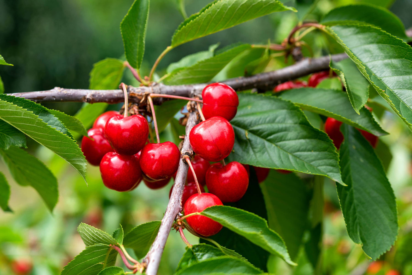 Bright red Sweetheart Cherries hanging from a tree.