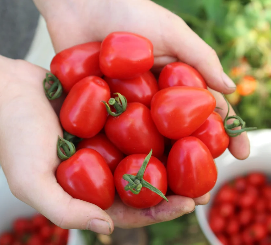 Sweetheart Cherry Tomato