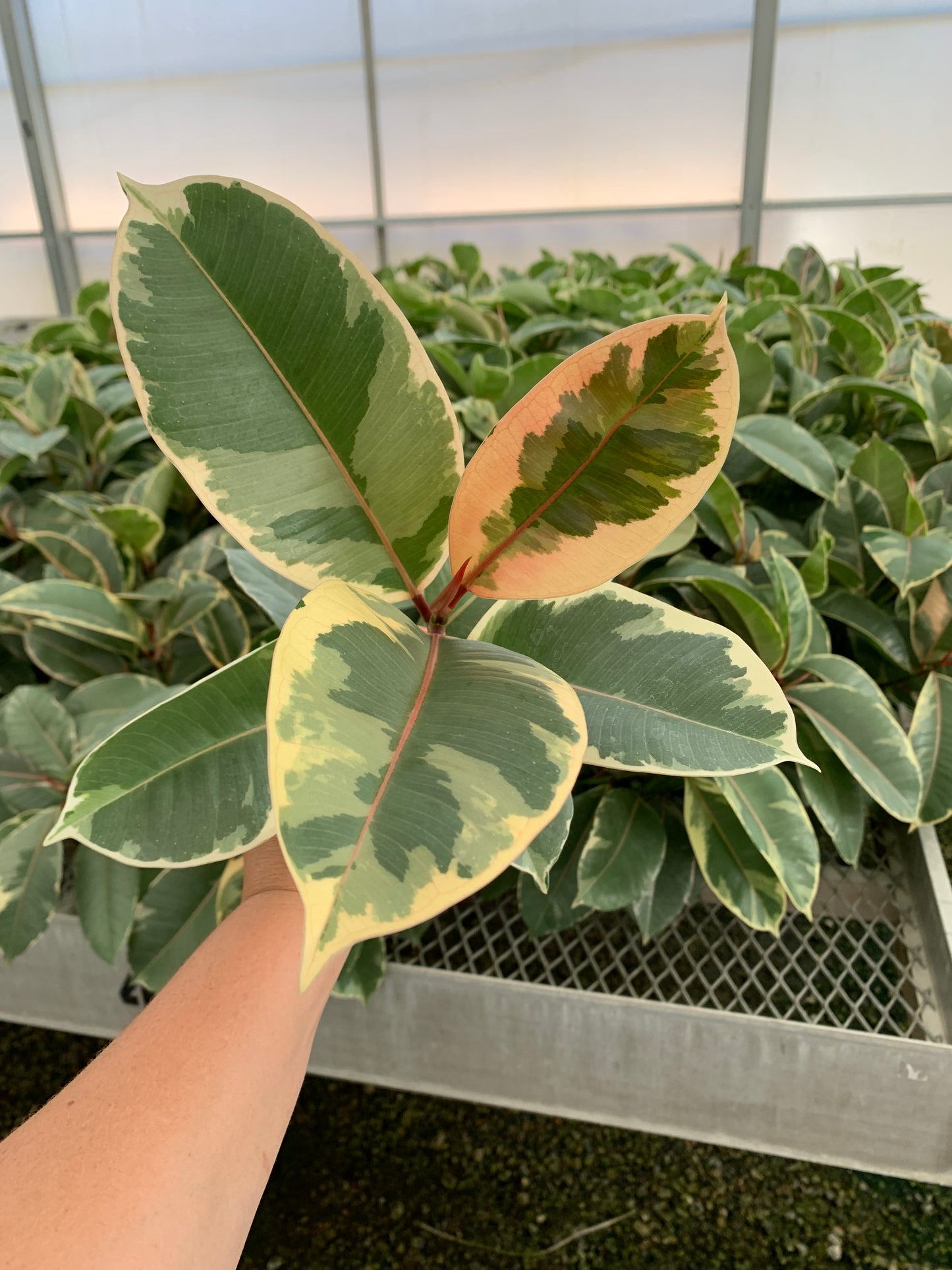 Ficus elastica 'Tineke' Starter Plants - MicroStarts Plant Plugs 4 Pack