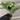 A vining/climbing houseplant variety pack, with its Adanson's Monstera plug pulled out for detail. The plug is in an ellepot, and shows a developed root system. One of the leaves displays the plant's characteristic holes.