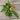A vining/climbing houseplant variety starter pack from above. The leaves of Adanson's Monstera, Glacier Pothos, Hawaiian/Golden Pothos, and Pink Syngonium are visible. The Adanson's Monstera is showing some of its characteristic holes.
