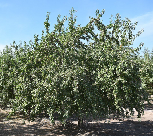 An adult Yorizane Almond tree. Mature Yorizane Almond trees can grow to 12-15 feet tall and appear bushy.