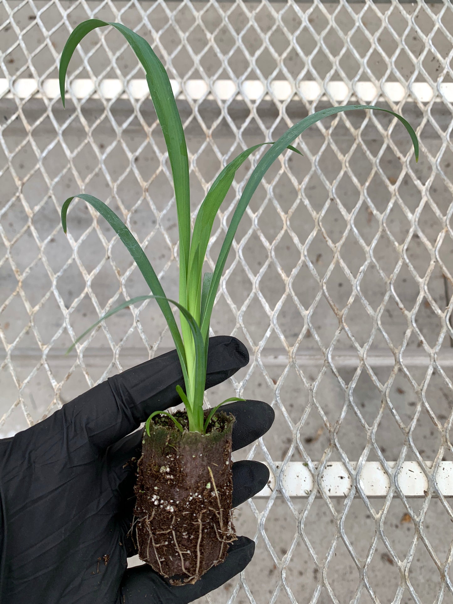 A single Yucca recurvifolia 'Pendula' starter plant from a 4 pack. The plant's ellepot can be seen, showing robust root growth.