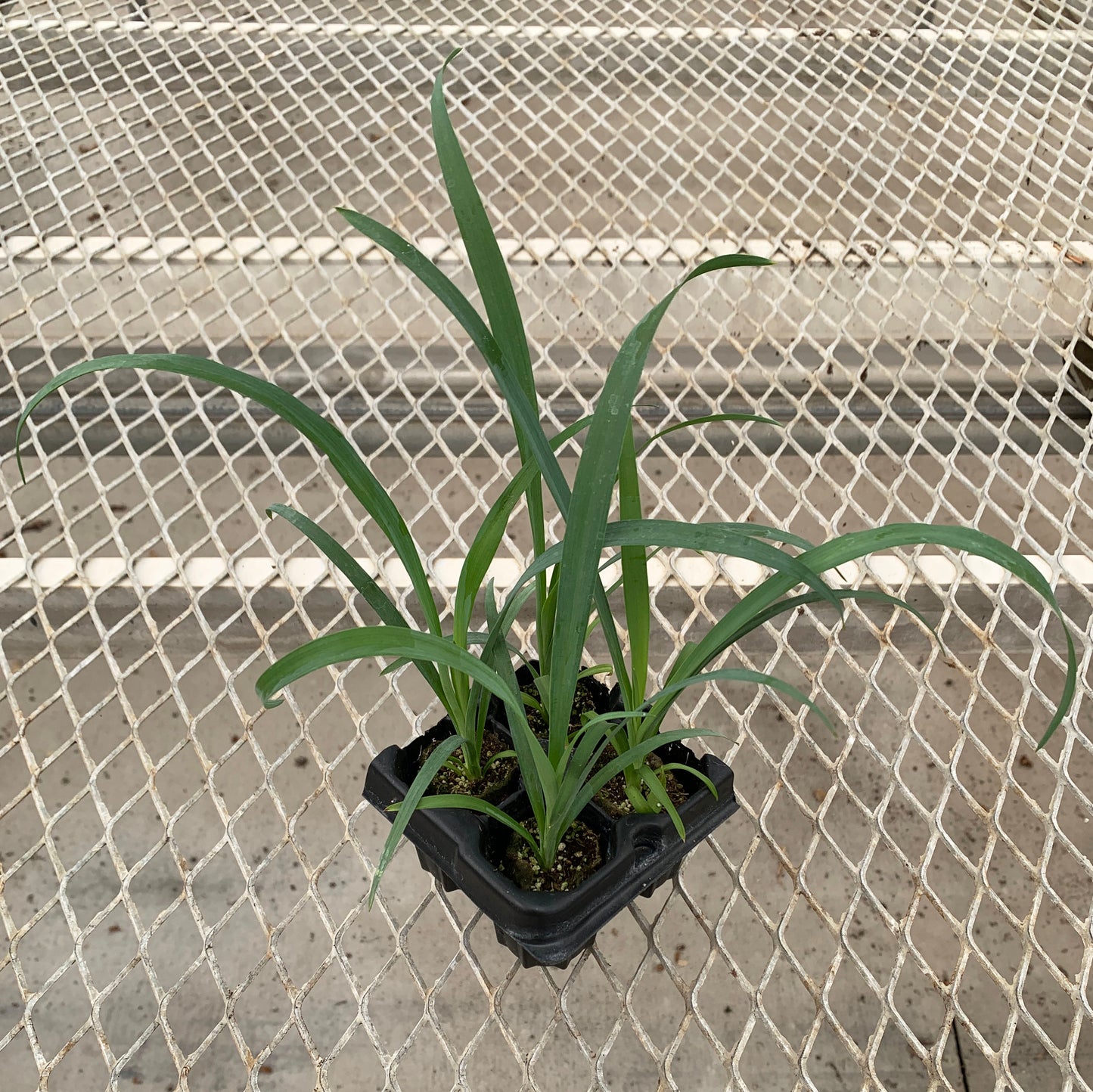 A 4-pack of Yucca recurvifolia Pendula in a tray. Each plants is pictured in an ellepot, helping with root development and naturally degrading when planted.