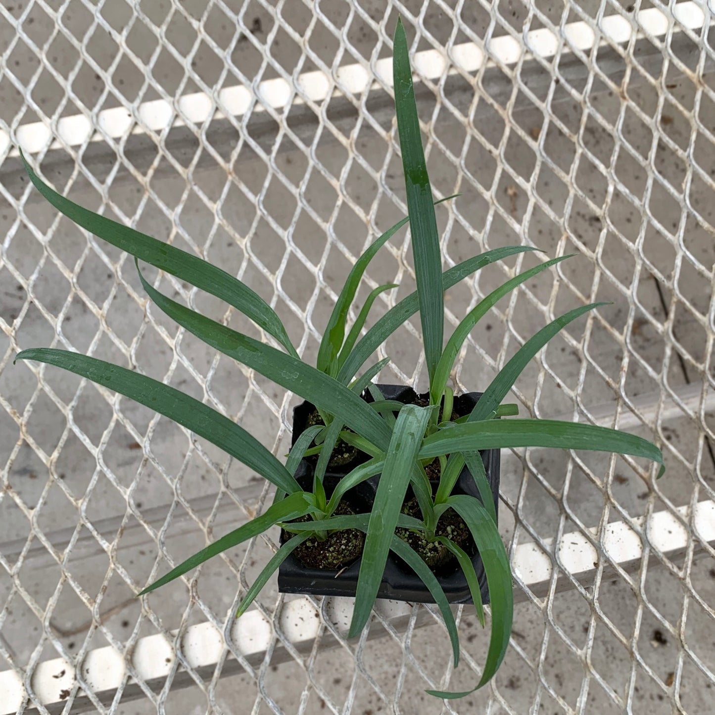 A 4-pack of Yucca recurvifolia 'Pendula' in a tray from above. Each plant has numerous blue-green leaves growing out of its soil ellepot.