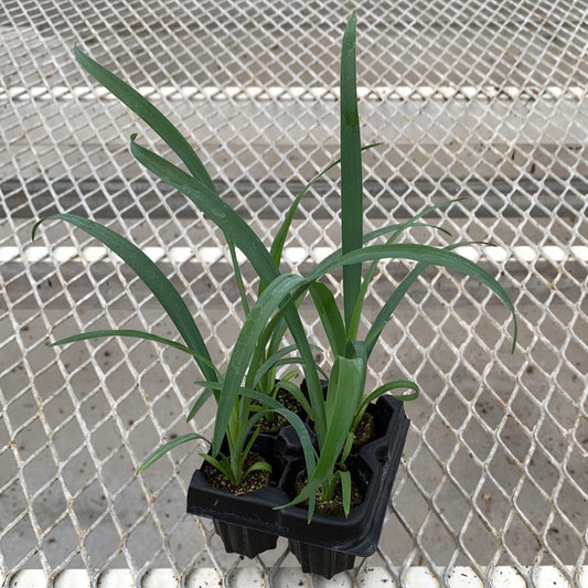 A 4-pack of Yucca recurvifolia Pendula in a tray. Each plants is pictured in an ellepot, helping with root development and naturally degrading when planted.