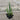A 4-pack of Yucca recurvifolia 'Pendula' in a tray. Each plants is pictured in an ellepot, helping with root development and naturally degrading when planted.