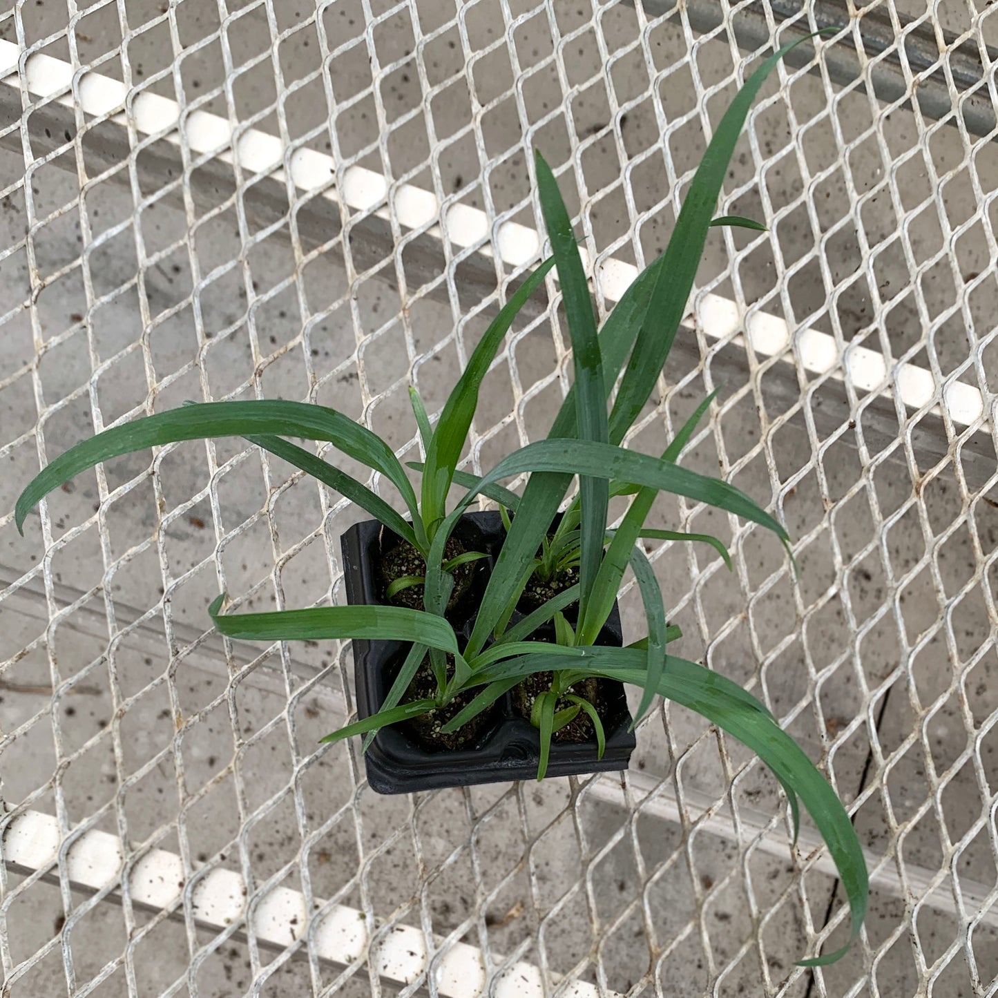 A 4-pack of Yucca recurvifolia 'Pendula' in a tray from above. Each plant has numerous blue-green leaves growing out of its soil ellepot.