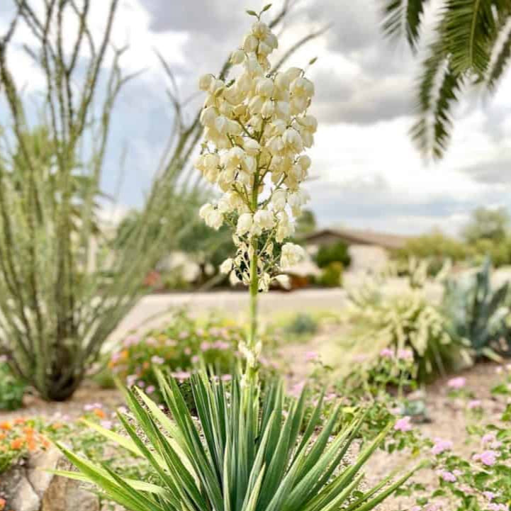A full-grown Yucca recurvifolia 'Pendula', showing its creamy white flowers on a central flower spike.