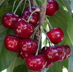 Cherry Trees | Grow an Edible Landscape