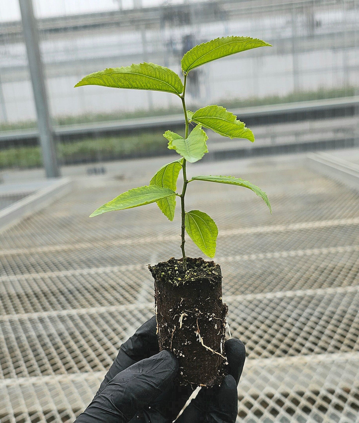 Jujube GA 866 Starter Trees - MicroStarts Tissue Culture (Own Root) Starter Tree 4 Pack