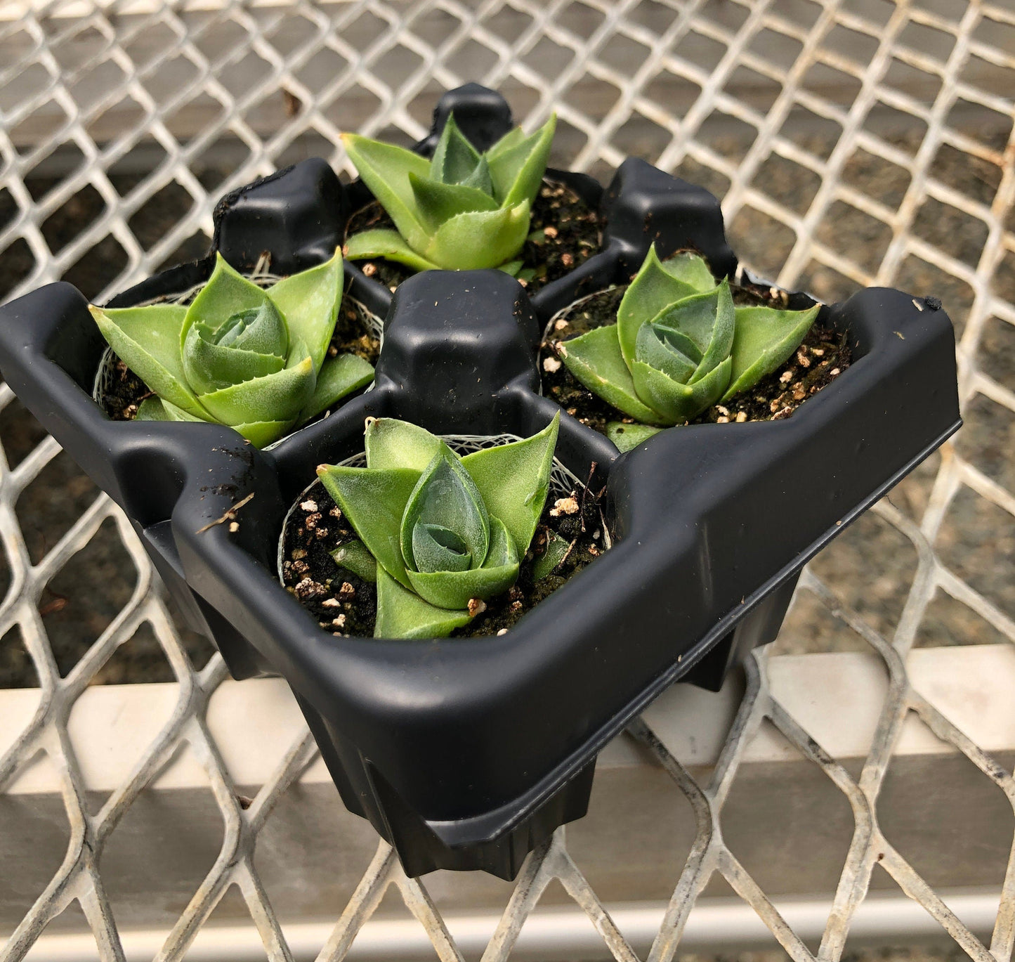 Agave 'Pixie' Succulent Starter Plants - MicroStarts Plant Plugs