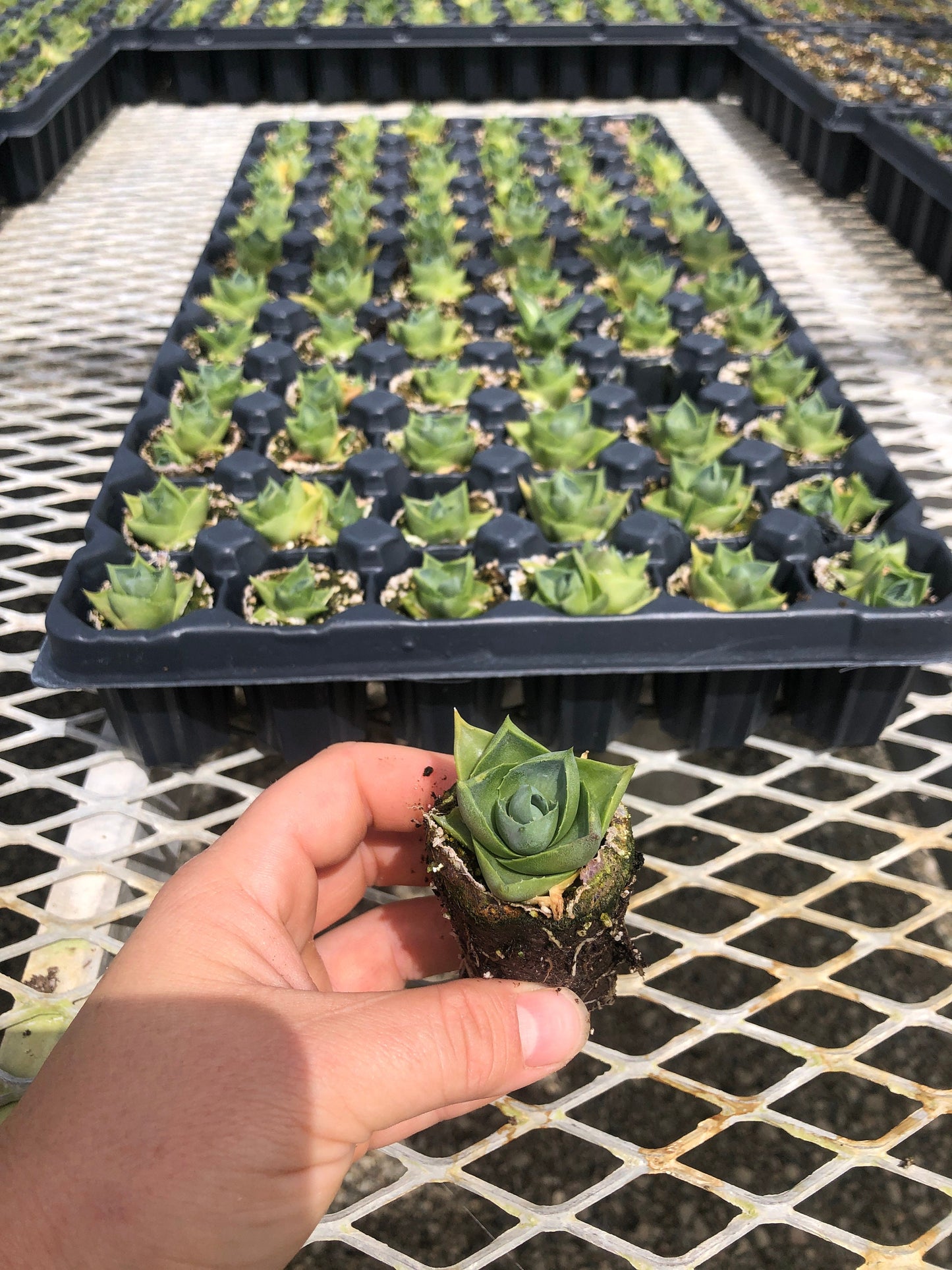 Agave 'Pixie' Succulent Starter Plants - MicroStarts Plant Plugs