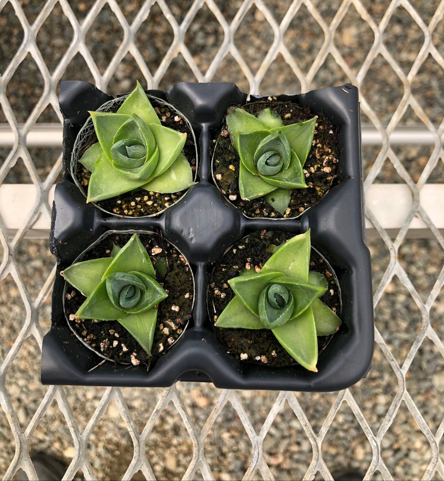 Agave 'Pixie' Succulent Starter Plants - MicroStarts Plant Plugs