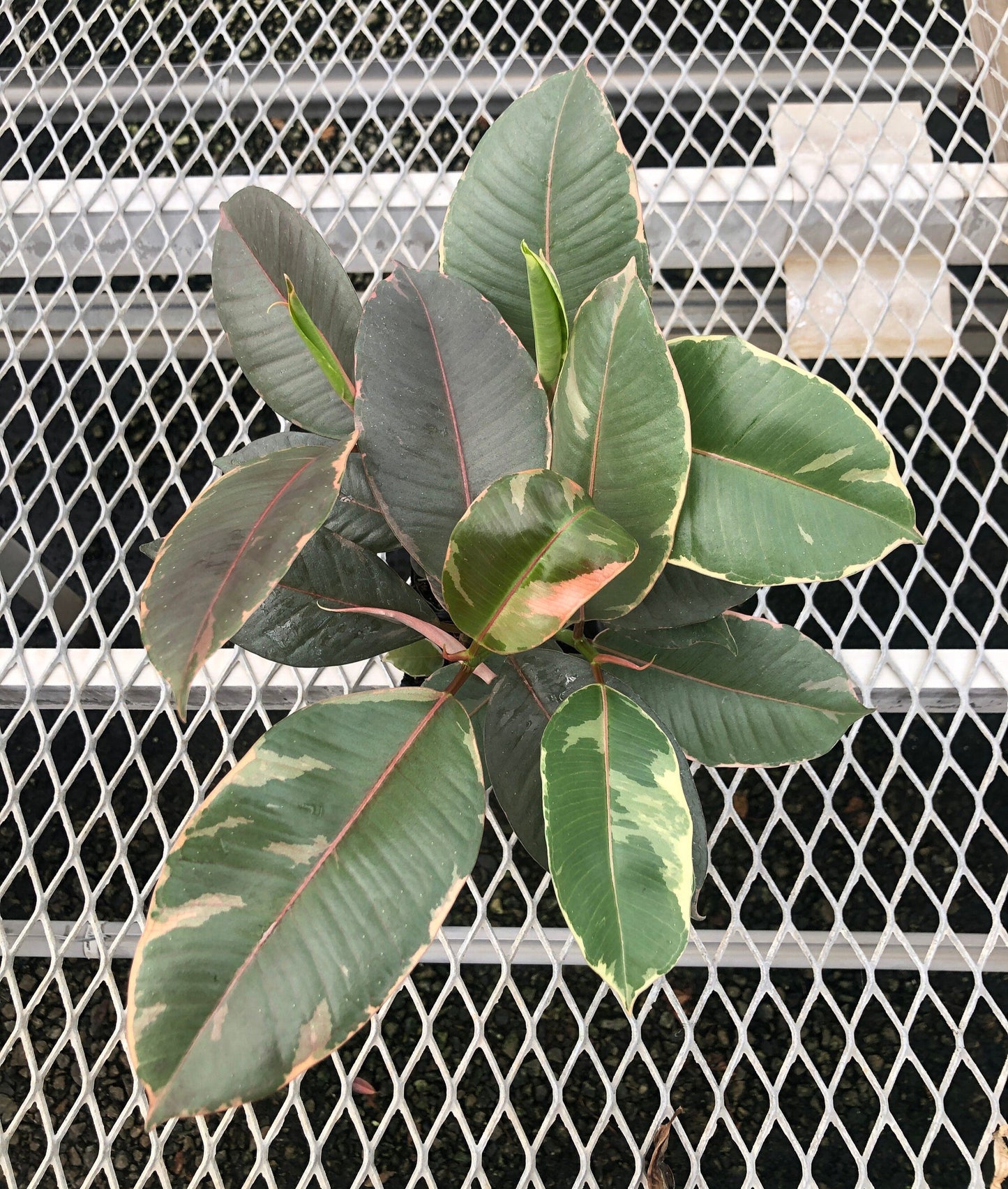 Ficus Houseplant Starter Plant 2x2 Pack - Tineke, Ruby, Shivereana/Moonshine Rubber Trees, and Altissima Variegata - MicroStarts