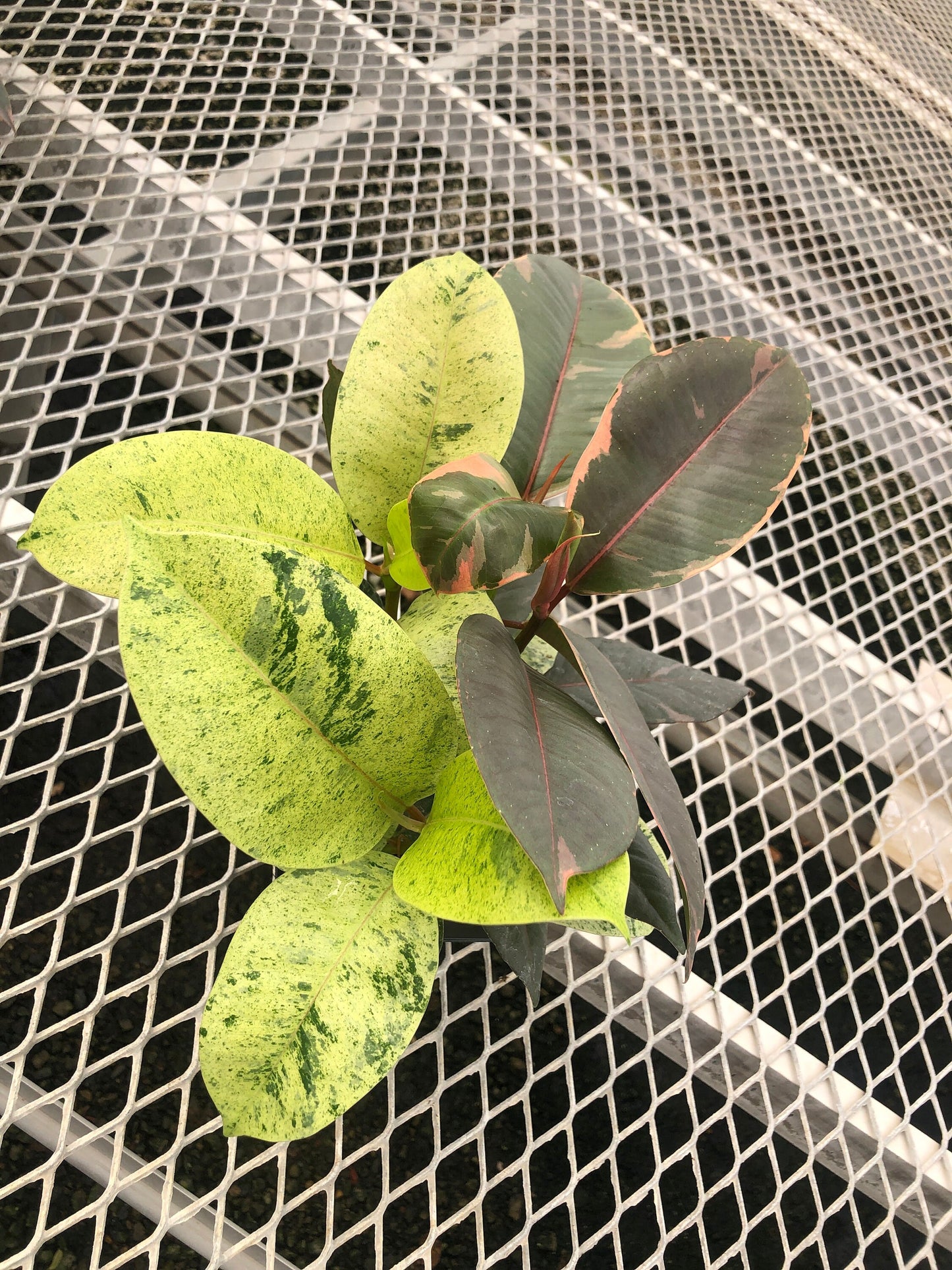 Ficus Houseplant Starter Plant 2x2 Pack - Tineke, Ruby, Shivereana/Moonshine Rubber Trees, and Altissima Variegata - MicroStarts