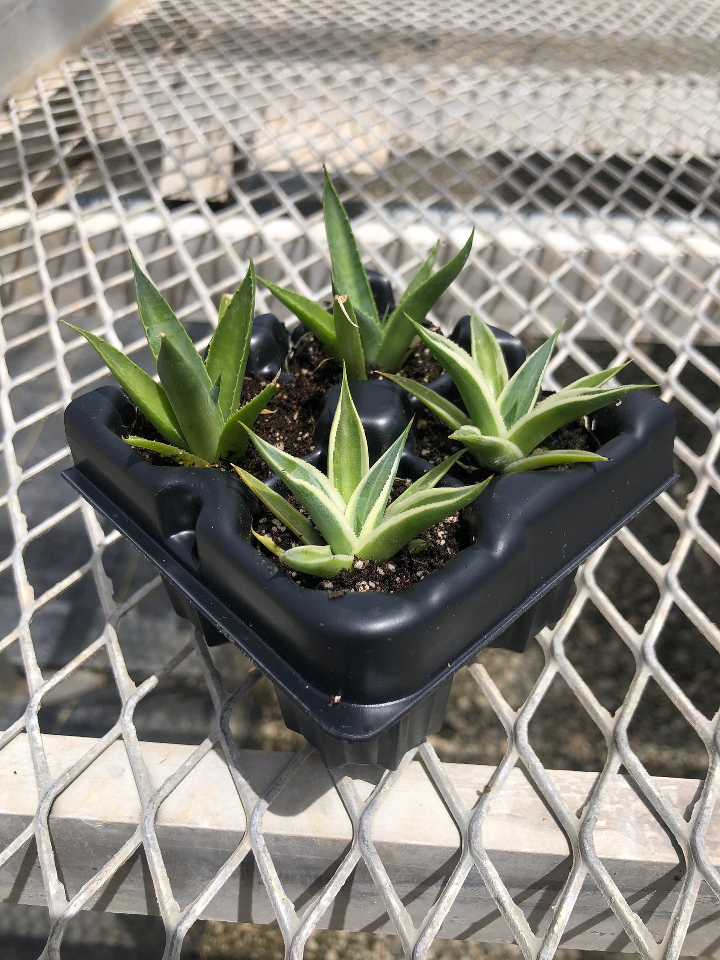 Agave Succulent Starter Plant 2x2 Pack - MicroStarts Plant Plugs