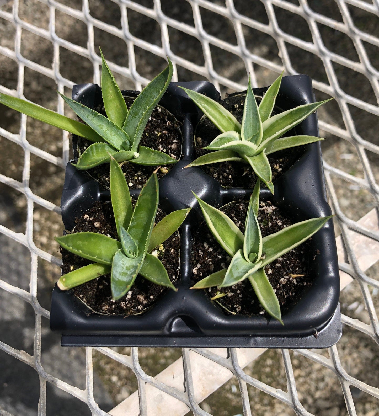 Agave Succulent Starter Plant 2x2 Pack - MicroStarts Plant Plugs