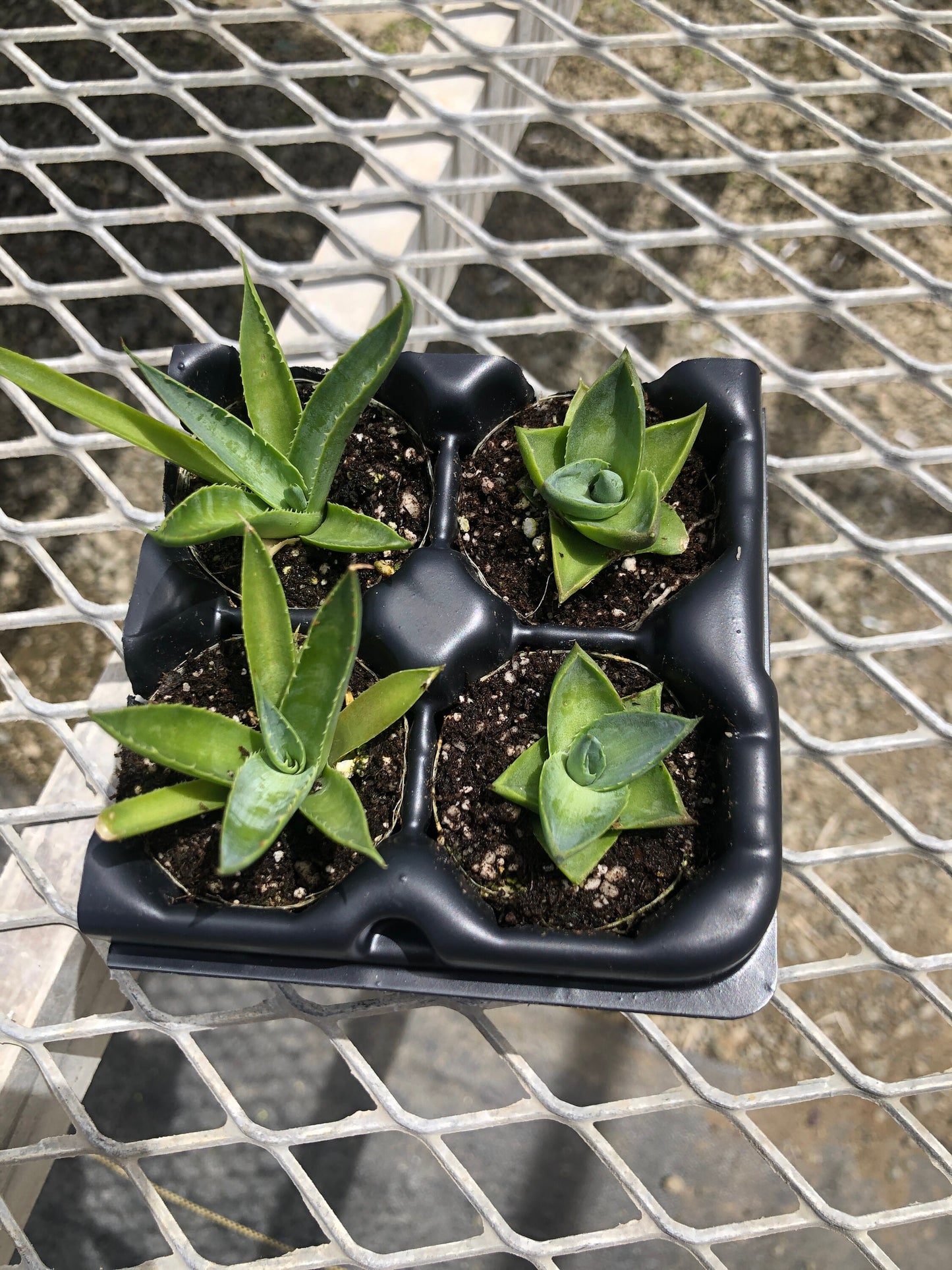 Agave Succulent Starter Plant 2x2 Pack - MicroStarts Plant Plugs