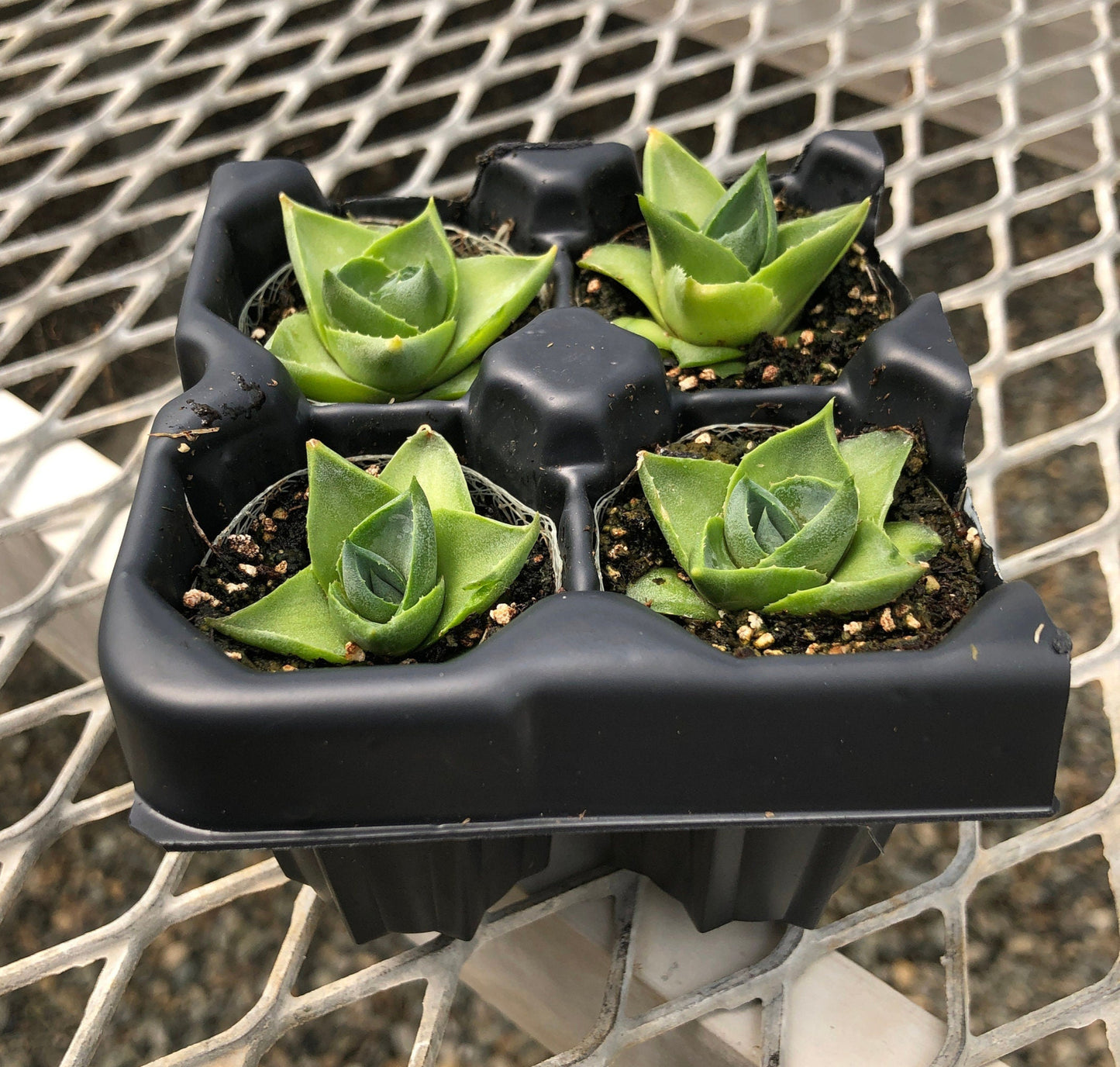 Agave 'Pixie' Succulent Starter Plants - MicroStarts Plant Plugs