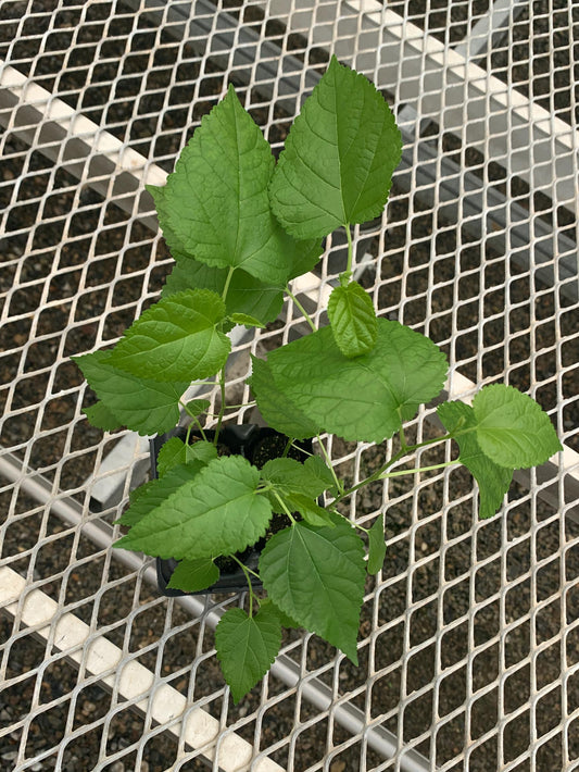 Himalayan Fruiting Mulberry (Morus)