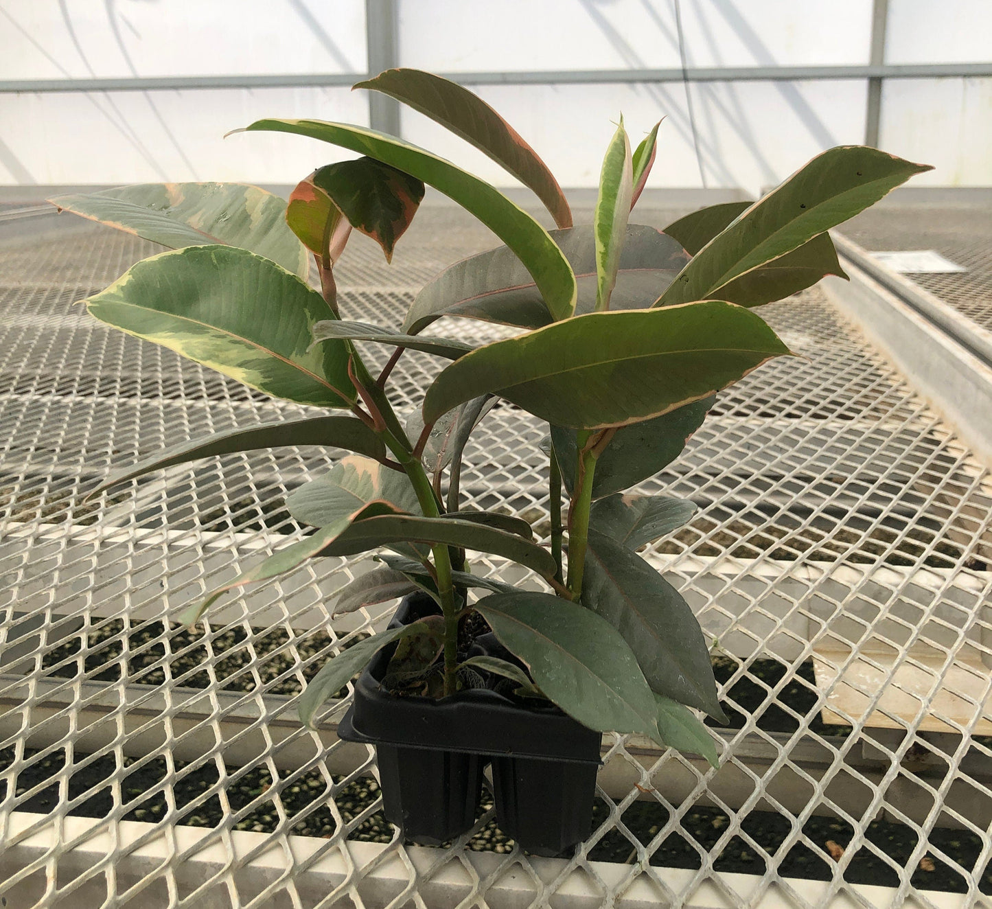 Ficus Houseplant Starter Plant 2x2 Pack - Tineke, Ruby, Shivereana/Moonshine Rubber Trees, and Altissima Variegata - MicroStarts